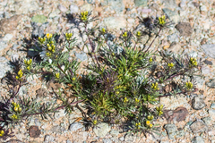 Thymophylla concinna