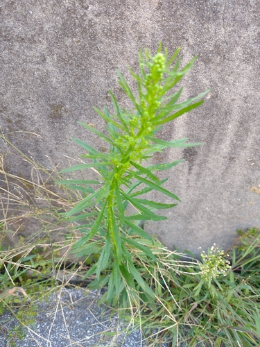 turanec kanadský (Erigeron canadensis)
