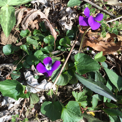 Violaceae