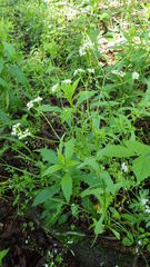 Valerianella chenopodifolia