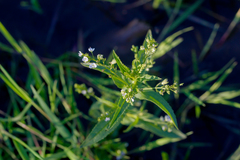 Veronica anagalloides