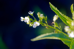 Veronica anagalloides