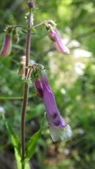 Penstemon hirsutus