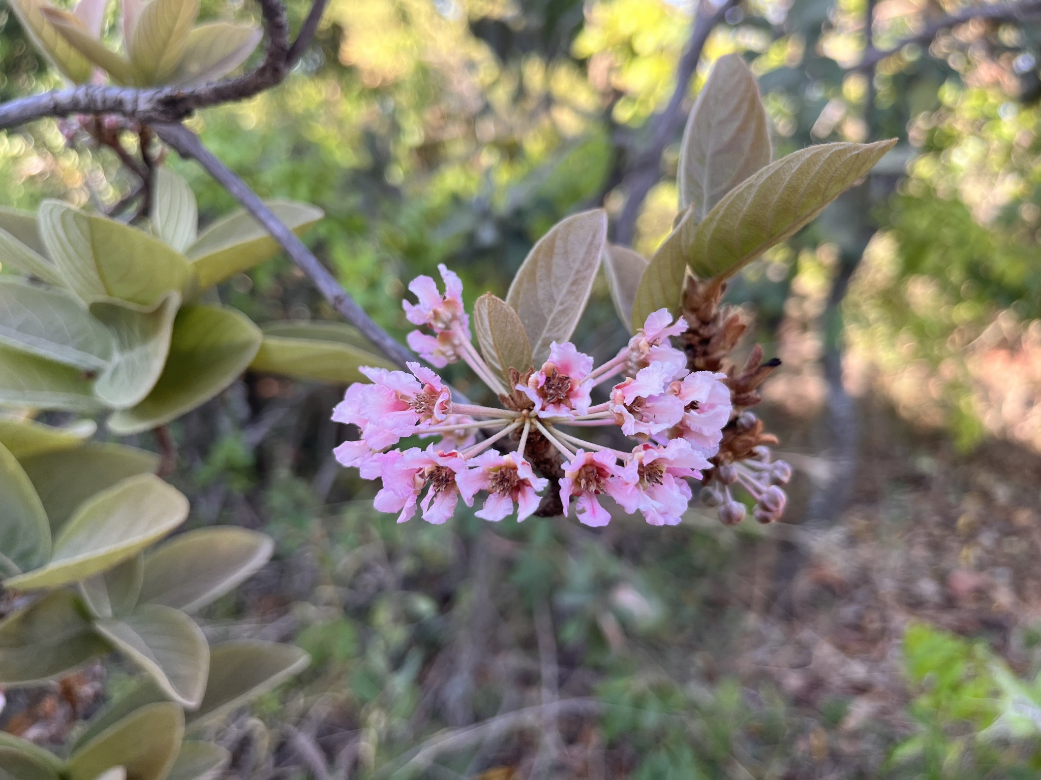 Pterandra pyroidea