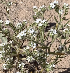 Cryptantha maritima