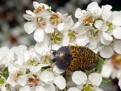 Stigmodera macularia