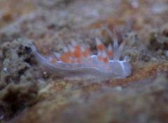 Coryphella cooperi