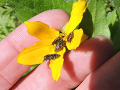 Acmaeodera neglecta