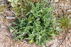 Matthiola parviflora