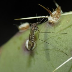Culiseta incidens