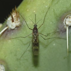 Culiseta incidens