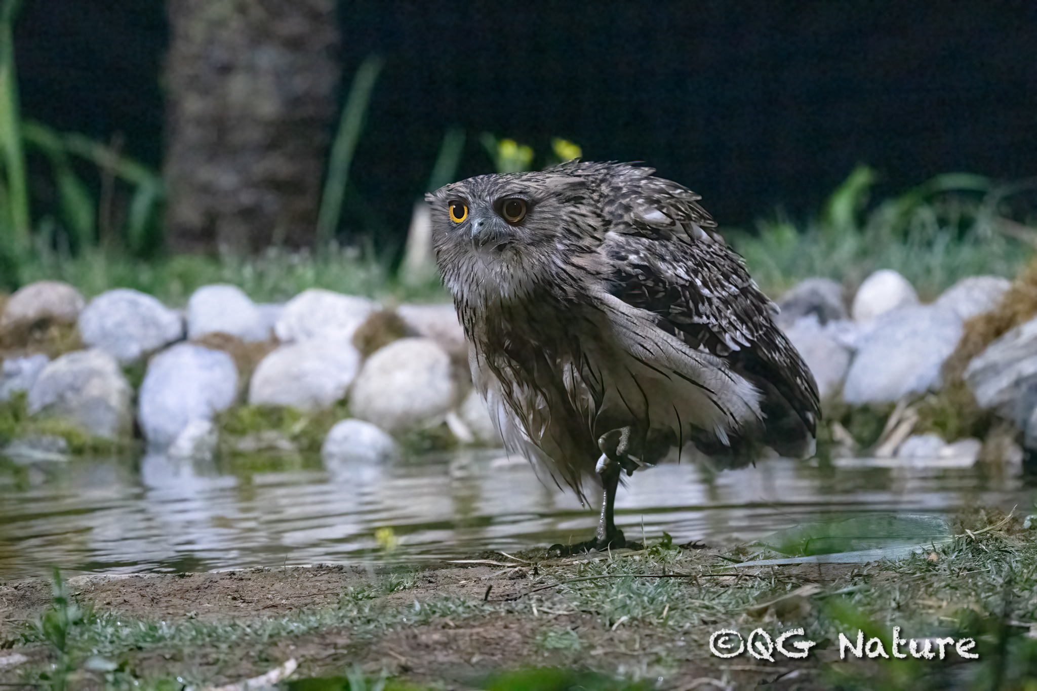 Brown Fish Owl
