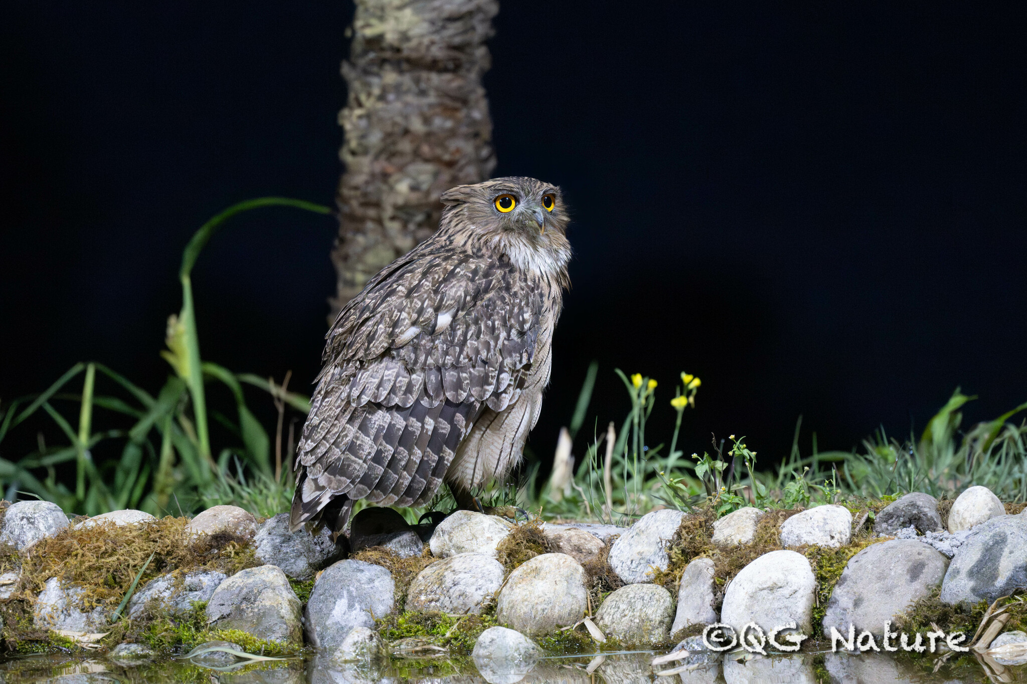 Brown Fish Owl