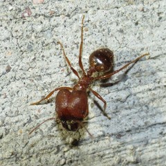Pheidole obtusospinosa
