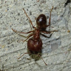 Pheidole obtusospinosa