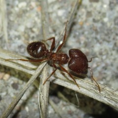 Pheidole obtusospinosa