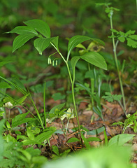 Polygonatum acuminatifolium