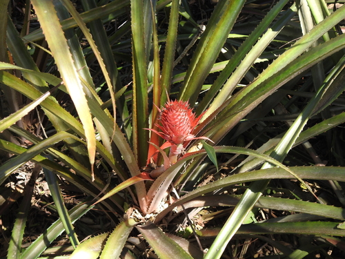 Image of Ananas macrodontes by (c) Eduardo Luis Beltrocco, some rights reserved (CC BY)