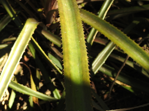 Image of Ananas macrodontes by (c) Eduardo Luis Beltrocco, some rights reserved (CC BY)