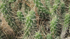 Cactaceae