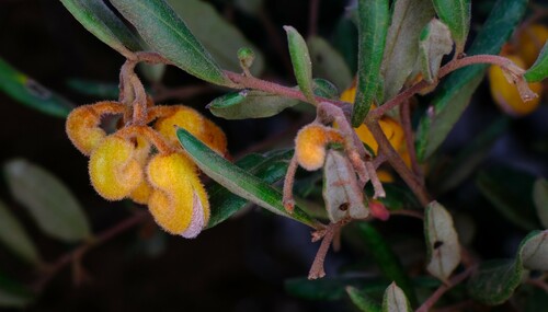 Image of Golden Grevillea (Grevillea chrysophaea) by (c) Peter Crowcroft, some rights reserved (CC BY)