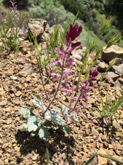 Streptanthus hispidus