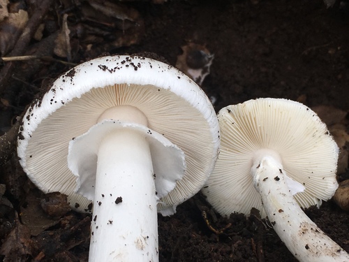 Western Destroying Angel