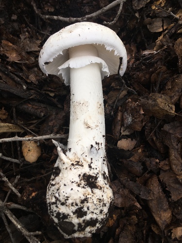 Western Destroying Angel