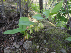 Polygonatum × desoulavyi