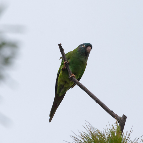Aratinga cabeciazul (Thectocercus acuticaudatus)