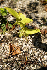 Polygonatum × desoulavyi