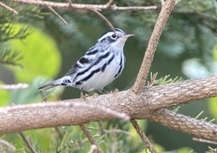 Mniotilta varia image