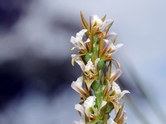 Prasophyllum spicatum