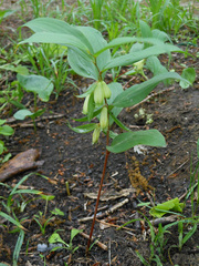 Polygonatum × desoulavyi
