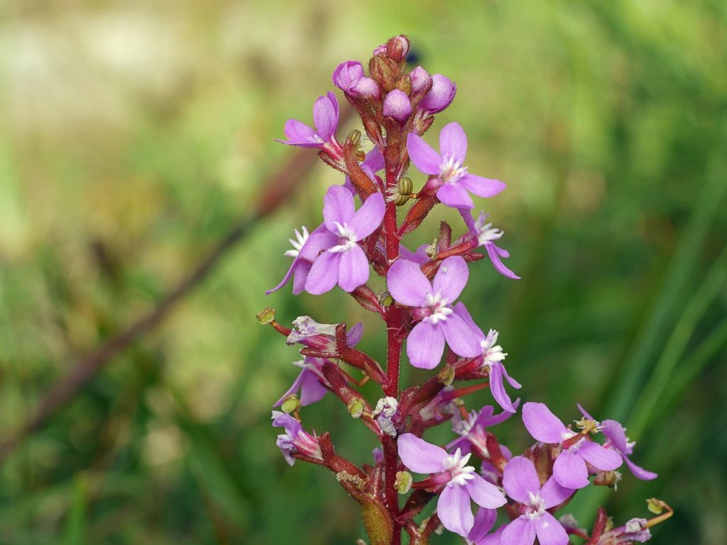 Triggerplants (Genus Stylidium)  iNaturalist