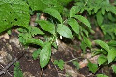 Polygonatum × desoulavyi