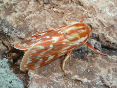 Lophocampa roseata