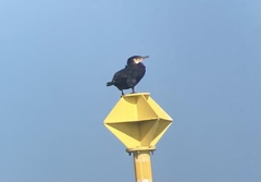 Phalacrocorax carbo image