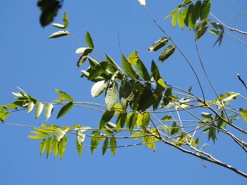 Image of Cedrela fissilis by (c) Eduardo Luis Beltrocco, some rights reserved (CC BY)
