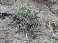 Crassula arborescens