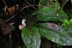 Acanthophippium striatum