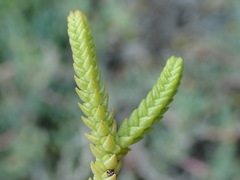 Crassula muscosa