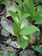 Polygonatum humile