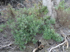 Senecio linearifolius linearifolius