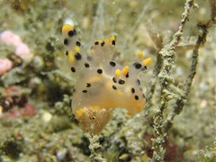 Thecacera