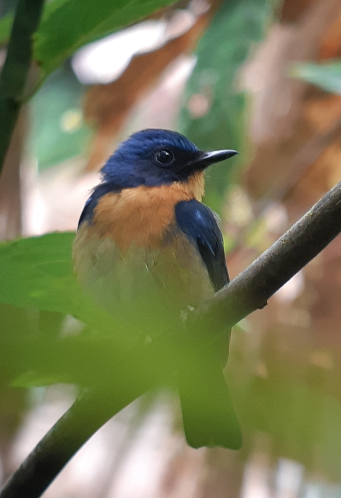 Javan Blue Flycatcher photo