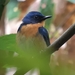 Javan Blue Flycatcher - Photo (c) John Howes, some rights reserved (CC BY-NC), uploaded by John Howes