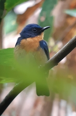 Cyornis whitei