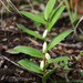 Polygonatum humile - Photo (c) V.S. Volkotrub,  זכויות יוצרים חלקיות (CC BY-NC), הועלה על ידי V.S. Volkotrub