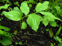 Polygonatum involucratum